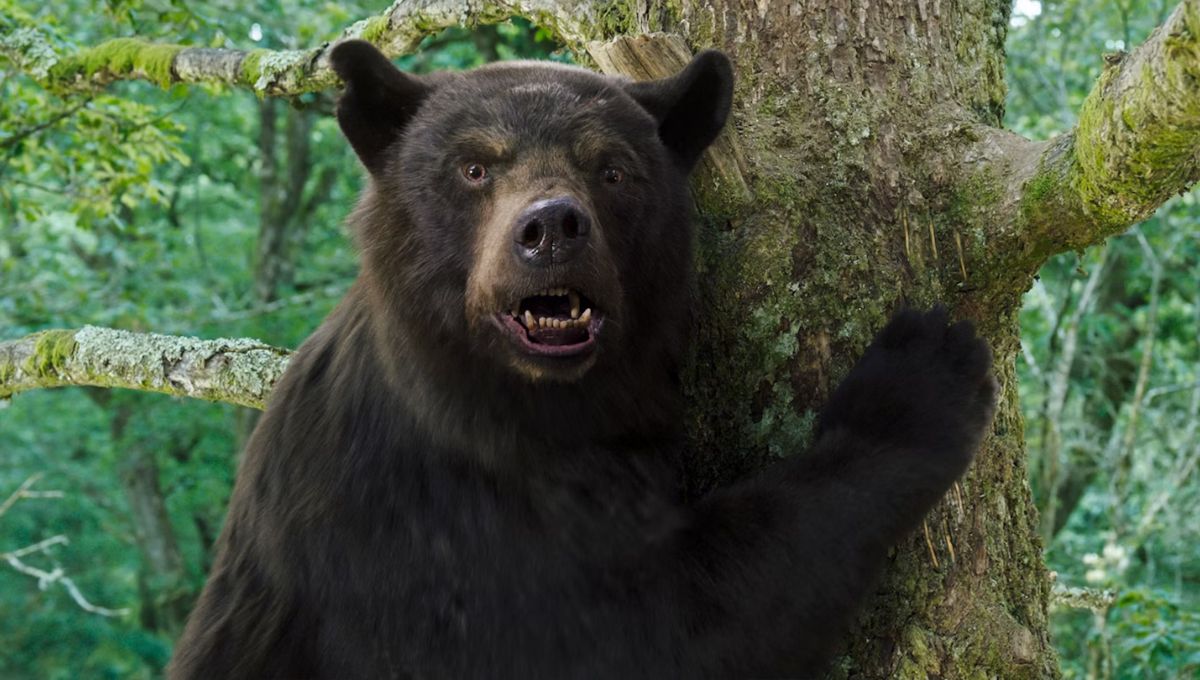 O Urso do Pó Branco